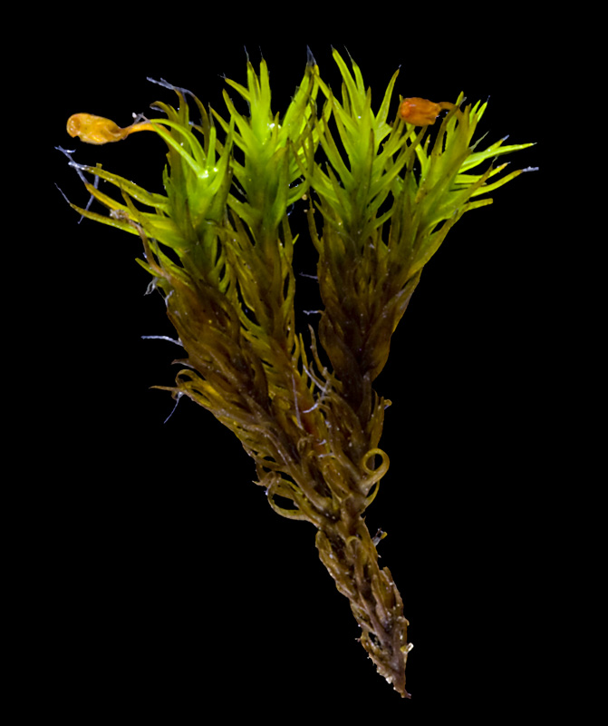 Grimmia olneyi